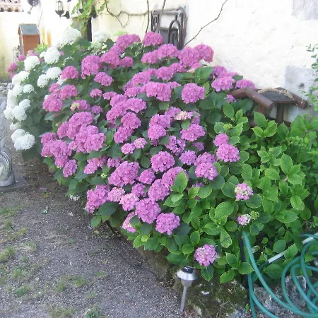 Bed and breakfast Lareignas Douzillac